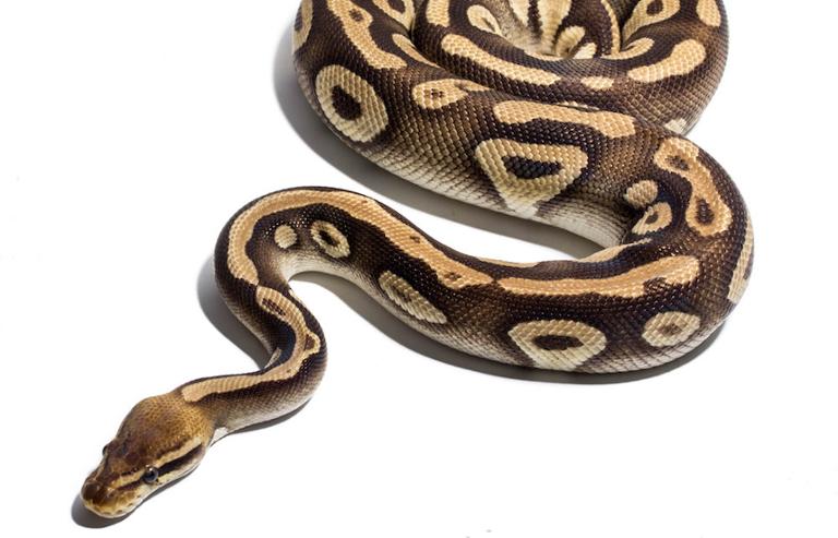 Tips and Suggestions on Dealing with Ball Pythons