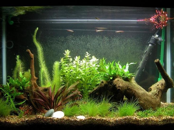 Fish Aquarium Tank